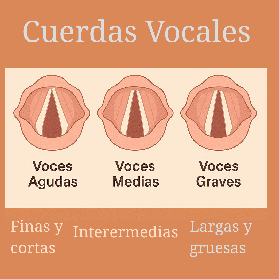 Cuerdas vocales
