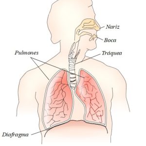 El apoyo diafragmático